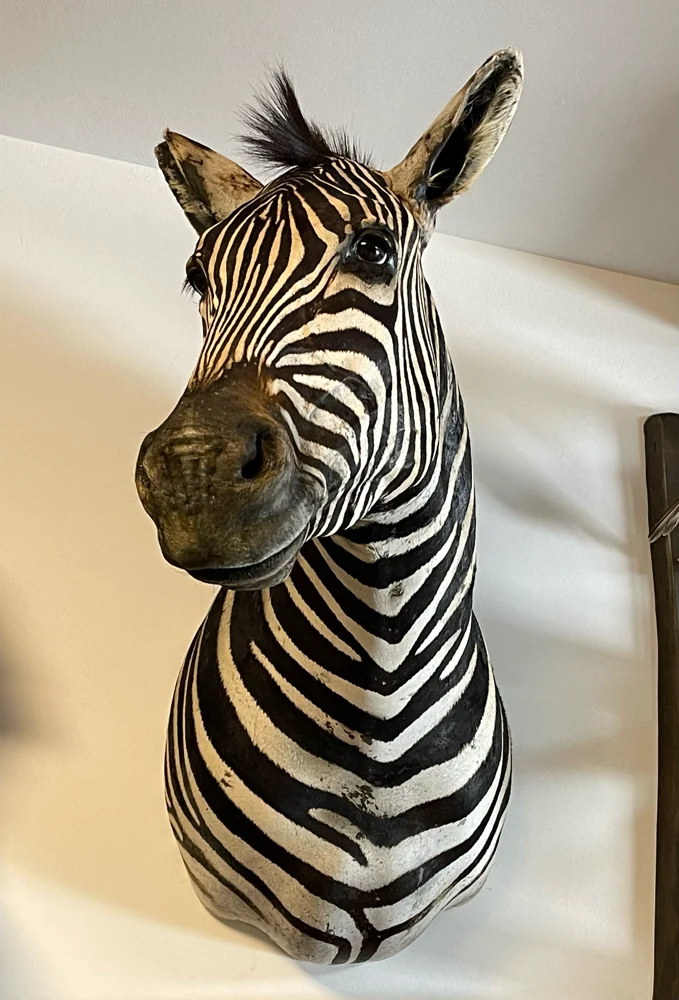 Zebravorschlag aus dem Präparations-Atelier